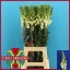 product/img.floraplaza.nl/19840-80-LIVE_fotos-0xB702325B334E3C6716F235F9C44C97AA7E0E0B0A.jpg
