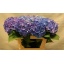 product/img.floraplaza.nl/19868-70-LIVE_fotos-0x3016927E5C1BE731A9CD01107F2FF1CA9AB90914.jpg