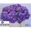 product/img.floraplaza.nl/19873-50-LIVE_fotos-0x7DD839672BB6AE165BBD801F3342FAC0C919C057.jpg