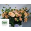 product/img.floraplaza.nl/19920-50-LIVE_fotos-0xBAA0AF369DF3EA1C0B73C6A1CEC3656BD5D5AEE9.jpg