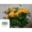 product/img.floraplaza.nl/19920-50-LIVE_fotos-0xDEA6BCA07B7C1E792CBA23E16B4E743DB6B6F062.jpg