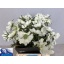 product/img.floraplaza.nl/20038-45-LIVE_fotos-0xE57F7E7C91C8159CFCA5C7C5832859BA02E0F481.jpg