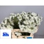 product/img.floraplaza.nl/20038-65-LIVE_fotos-0x49C194A55043952D15C1CDBE40B40457B3C464E0.jpg