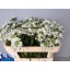 product/img.floraplaza.nl/20038-65-LIVE_fotos-0x7F3DD61317ABC657E8CE0CFB869E9ECBB6115CE3.jpg