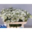 product/img.floraplaza.nl/20038-65-LIVE_fotos-0xBECAD697281CA44729A7FC07F9A70E15C7B79A2A.jpg
