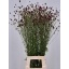 product/img.floraplaza.nl/20066-100-LIVE_fotos-0x81062732872A248655A557F593DD4735314622EE.jpg
