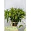 product/img.floraplaza.nl/20284-70-LIVE_fotos-0x292A53D2393221CEB766076144165A73FE299BD4.jpg