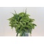 product/img.floraplaza.nl/20284-70-LIVE_fotos-0x93C72B9F5319378CA94D8DDDB5D83BBAE24B2C48.jpg