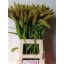 product/img.floraplaza.nl/20284-70-LIVE_fotos-0xC58C133B3920B38C99D5B54F419BAFDC250F125C.jpg