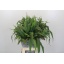 product/img.floraplaza.nl/20284-70-LIVE_fotos-0xE97D6911EC750D5BE5B5138967C54B1E72786CC1.jpg
