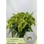 product/img.floraplaza.nl/20284-80-LIVE_fotos-0xD9D4DAC1F44C738133482FBA7860F7290DEC631B.jpg