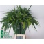 product/img.floraplaza.nl/20284-80-LIVE_fotos-0xF76B977AED8C89CD07F4BEBEF0C295B9A56862F5.jpg