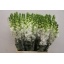 product/img.floraplaza.nl/203-70-ASSORTI_fotos-MVA-Lecce - Anthirrhinum white 70cm.JPG