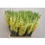 product/img.floraplaza.nl/203-70-ASSORTI_fotos-MVA-Lecce - Anthirrhinum yellow 70cm.JPG