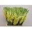 product/img.floraplaza.nl/203-70-ASSORTI_fotos-MVA-Lecce - Anthirrhinum yellow 70cm.JPG