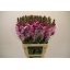 product/img.floraplaza.nl/203-70-ASSORTI_fotos-MVA-Lecce - Antirrhinum lavendel 70cm.jpg