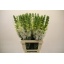 product/img.floraplaza.nl/203-70-ASSORTI_fotos-MVA-Lecce - Antirrhinum white 70cm.jpg