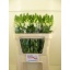 product/img.floraplaza.nl/203-70-ASSORTI_fotos-MVA-vd Voort - Leeuwenbek Antibes White.jpg