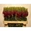 product/img.floraplaza.nl/203-70-ASSORTI_fotos-ZZZZ-Reserve-Seasons Leeuwenbek opus red.jpg