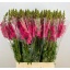 product/img.floraplaza.nl/203-70-LIVE_fotos-0xA7B858F3F39B2EB7BA66FEB5DA3A139D08132D1C.jpg