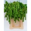 product/img.floraplaza.nl/20341-75-LIVE_fotos-0xBA68CBCB9495F5FDEC12B76CBC13C8A290D7C7F6.jpg