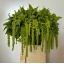 product/img.floraplaza.nl/20341-75-LIVE_fotos-0xBBED11B0E9E25A24165F587AF60282EBC5ACE667.jpg