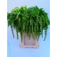 product/img.floraplaza.nl/20341-75-LIVE_fotos-0xC2BA5481BA26836E1073B17F52A923A9E1A8D0E5.jpg