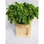 product/img.floraplaza.nl/20341-75-LIVE_fotos-0xD75BCC2D70749DEADA41C5C7D82B45E6BC9A58CF.jpg