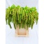 product/img.floraplaza.nl/20341-75-LIVE_fotos-0xF717B05B968696AE146DF06D09ADDEB8B39CFCEC.jpg