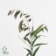 product/img.floraplaza.nl/20376-70-ART_fotos-VBN-vbn20376.jpg
