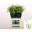 product/img.floraplaza.nl/20376-70-LIVE_fotos-0x251733D129A7A6BBDE8816B2BA0FE5AC5C9B2489.jpg