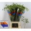 product/img.floraplaza.nl/20376-80-LIVE_fotos-0xBFABBD6CF11111A13BE200CFFE6CE9D687A49E52.jpg