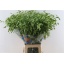 product/img.floraplaza.nl/20376-80-LIVE_fotos-0xCDE83CB5B3247FDE80F13DE89B064B2D6AAF5A65.jpg