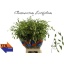 product/img.floraplaza.nl/20376-80-LIVE_fotos-0xD0B6E97640409776CC5F29648222E3BF9652075B.jpg