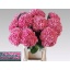 product/img.floraplaza.nl/20387-80-LIVE_fotos-0x44C65A94CEE9E4E4E3FD363C0FA2863A8A4ED2DB.jpg