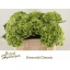 product/img.floraplaza.nl/20388-50-LIVE_fotos-0xB965B8A786DD53BD49A73801E73B64DF19C365B3.jpg