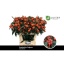 product/img.floraplaza.nl/20513-75-LIVE_fotos-0x34B9234D26110DDE01BE9436C78891C67308EF1E.jpg