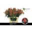product/img.floraplaza.nl/20513-75-LIVE_fotos-0x4E2A99E989B9AE6A2D85FE1C9761976F843FD1B4.jpg