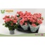 product/img.floraplaza.nl/20729-13-LIVE_fotos-0x211A7905886FA4F447A6FBD8B681ADE9E2EF1923.jpg