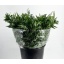 product/img.floraplaza.nl/20751-50-LIVE_fotos-0x2B1B9AD1DEFB9BED4EFECD765EA60DCA7992977D.jpg