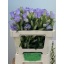 product/img.floraplaza.nl/20880-55-LIVE_fotos-0x4D9B3CB4A78A16F9569B52606FA64E5F330472CE.jpg