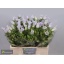 product/img.floraplaza.nl/20880-60-LIVE_fotos-0x45D3D7B075F37AC0E21EFAE7E86D3F8CE19C9E1E.jpg