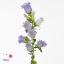 product/img.floraplaza.nl/20880-70-ART_fotos-VBN20000-vbn20880.jpg