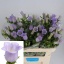 product/img.floraplaza.nl/20880-70-LIVE_fotos-0xA0EFB4B306C9DFC1B3730A61C33ACCF7DE1D3D8E.jpg