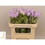 product/img.floraplaza.nl/20880-70-LIVE_fotos-0xB421A759AA84086DA03B9BC90B1614C72B3DC68D.jpg