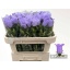 product/img.floraplaza.nl/20880-70-LIVE_fotos-0xC062A8F6B92ADA17F584DBA55BF764E2AE4170D5.jpg