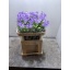 product/img.floraplaza.nl/20880-70-LIVE_fotos-0xC5BB28030AB72E3756C2CA7B308199A0D43C35E9.jpg