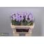 product/img.floraplaza.nl/20880-70-LIVE_fotos-0xDD447A2453D798A397C2B9C043104F57AC7D47A6.jpg
