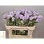 product/img.floraplaza.nl/20880-70-LIVE_fotos-0xE2875C97338CD0A219E177F361989DE17BF22D4E.jpg