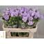 product/img.floraplaza.nl/20880-70-LIVE_fotos-0xF0D6FAFBECB2B09922A5F02D9657746D9DD56706.jpg